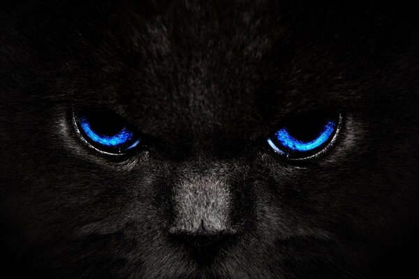 Ojos azules en un gato negro