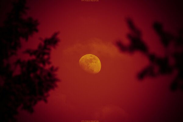 Belle lune rouge, la nuit dans le ciel, parmi les arbres