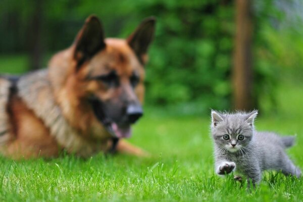 Schäferhund beobachtet ein graues Kätzchen