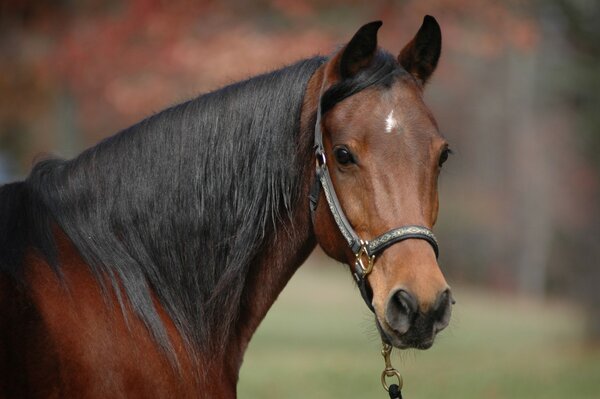 Brown loshod with a black luxurious mane