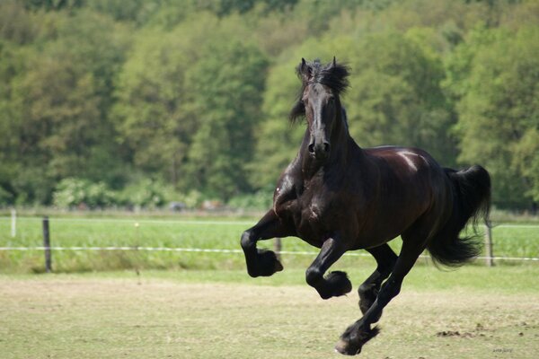 The black horse is galloping