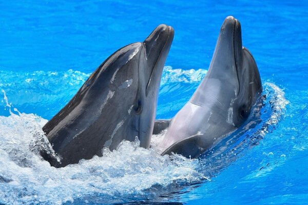 Two dolphins frolic in the water