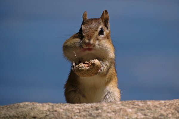 Chipmunk divertente mangia arachidi