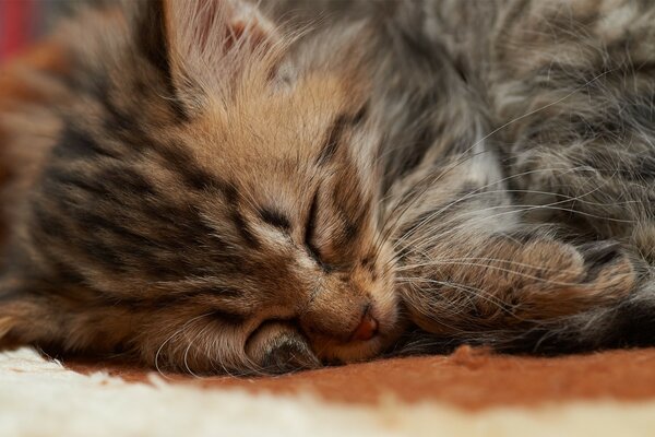 Lindo gatito durmiendo. Calor