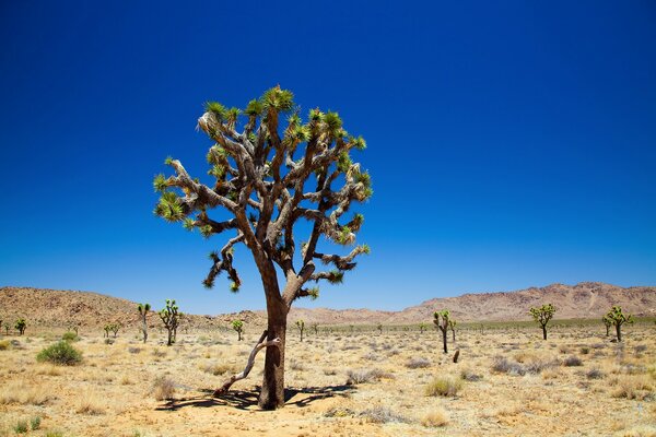 Arbre dans le désert bleu ciel ensoleillé