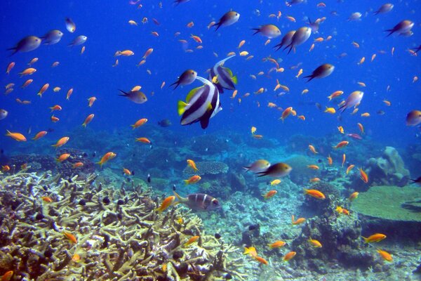 Unterwasser-Aufnahmen mit Fischen und Korallen