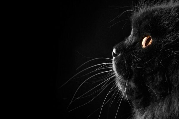 Fondo de pantalla de hocico de gato negro