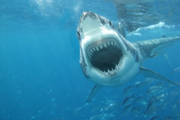 Poisson requin avec mâchoire ouverte