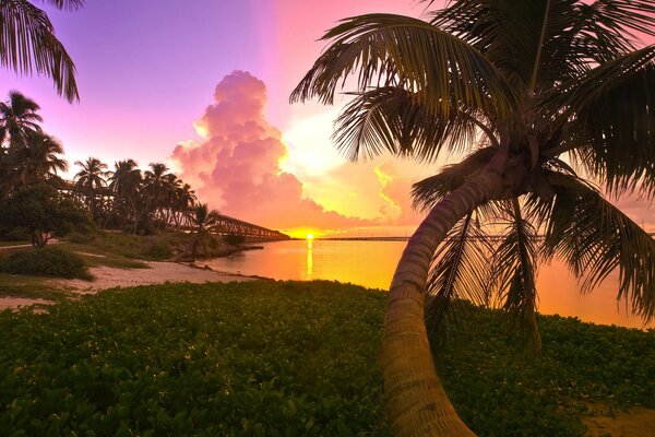 Palm tree on the coast of Florida, with sunset view