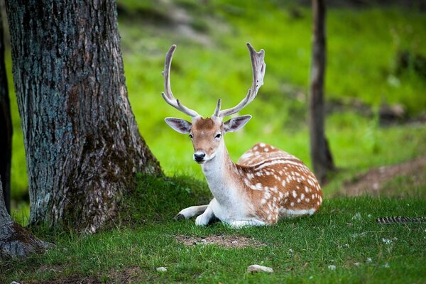 Sur l herbe verte se trouve un petit cerf