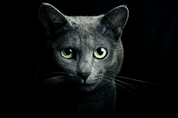 Grey cat on a black background