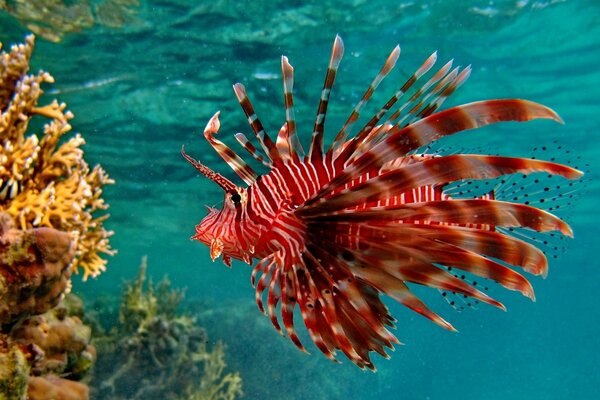 Roter Fisch schwimmt im Wasser