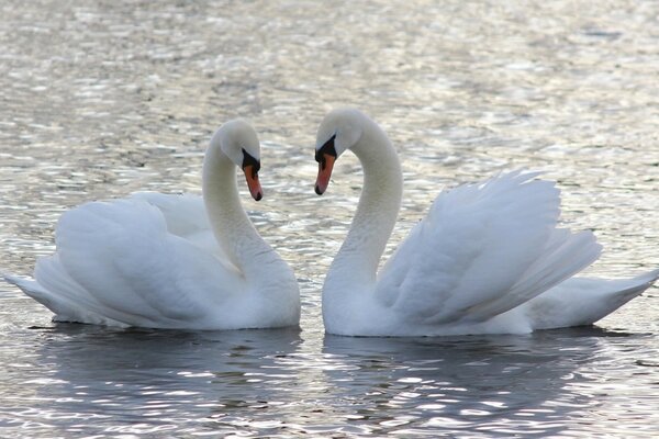 Dos cisnes nadando en el agua