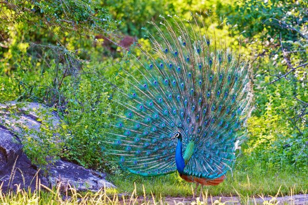 Pavo real con una cola bellamente estirada