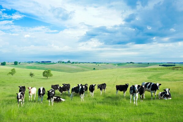 Vaches dans le champ