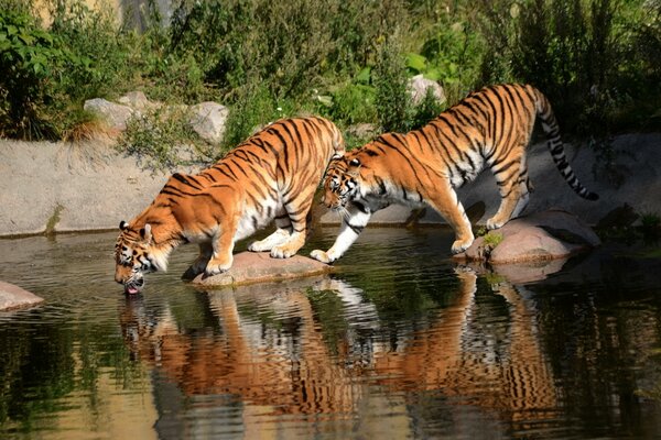 Tigres aux points d eau. Beau monde