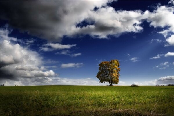 Arbre solitaire dans un champ pendant la journée