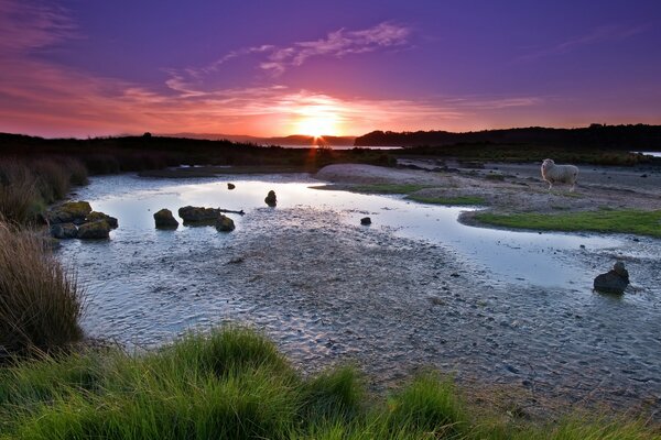 An evening lamb on the grass falls in love with the sunset