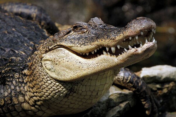 Foto des Krokodils. die belebte Natur