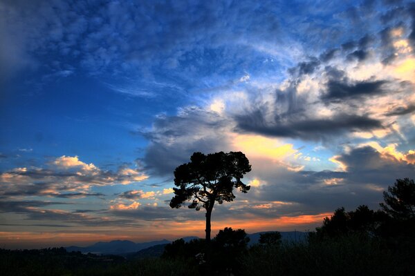 Evening sunset with a lonely tree