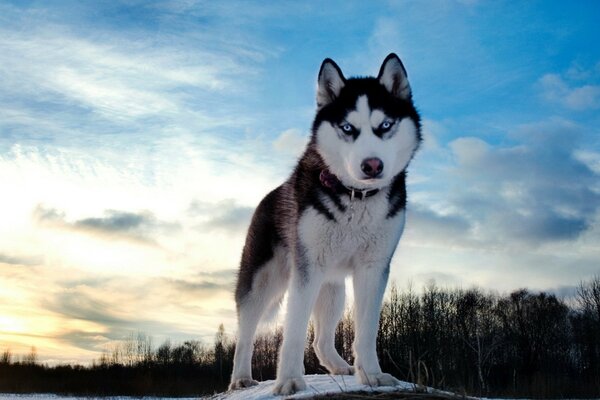 Piękny pies rasy husky w naturze