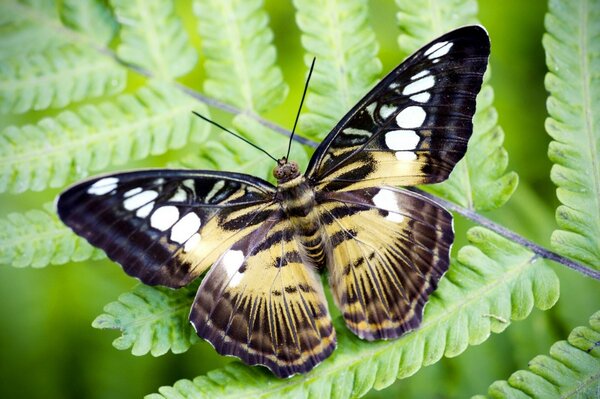 Una mariposa inusual se sienta en hojas verdes