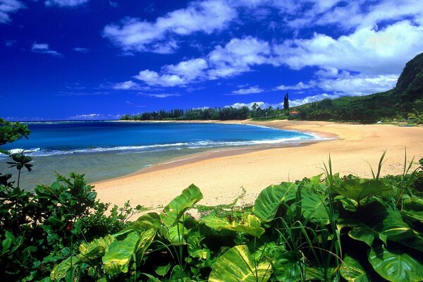 Plage paradisiaque pour se détendre et nager