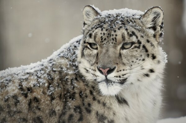 A wild leopard beast is standing and a little covered with snow