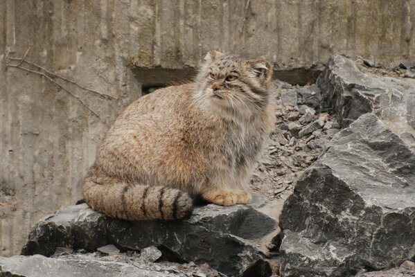 Manul depredador escondido en las piedras