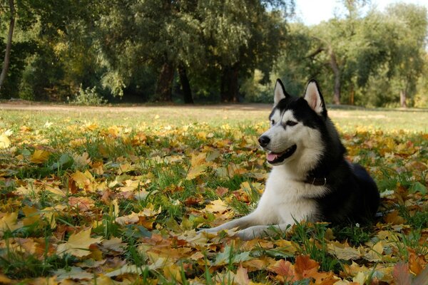 Husky im Herbst. Natur und Wald