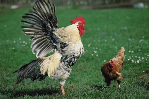 Il gallo cerca di ottenere l attenzione dal pollo