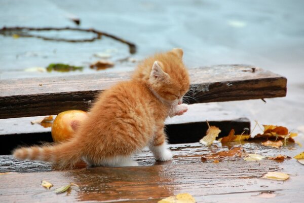 A tiny red kitten next to fallen leaves