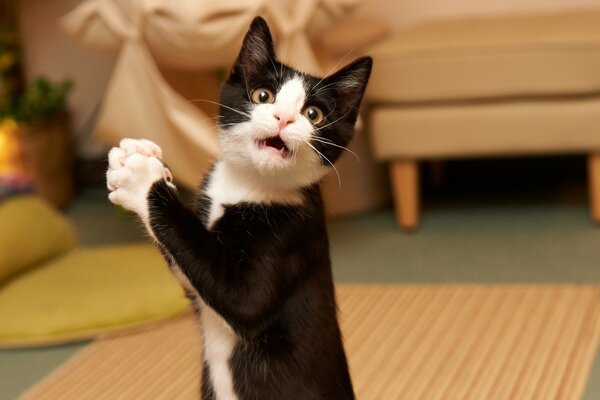 Funny black kitten at home