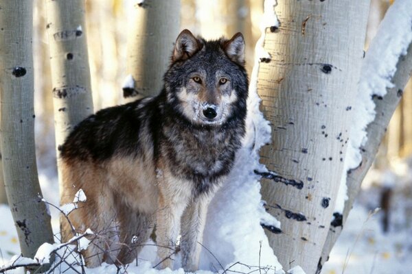 Wolf im Winter unter Bäumen