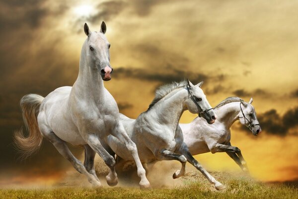 Three white horses are running