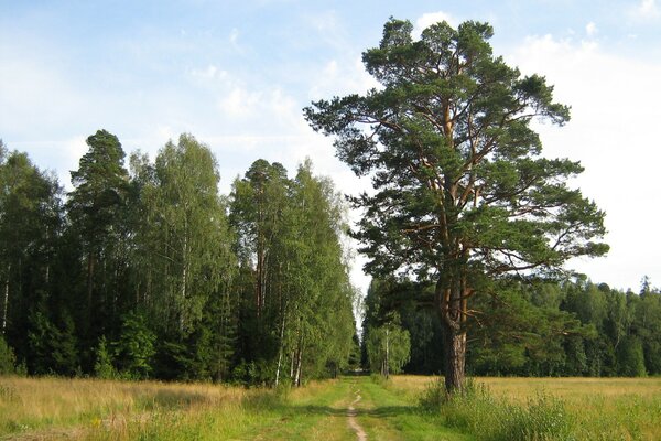 Camino de verano que conduce al bosque