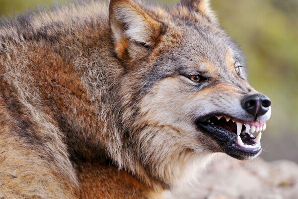 A grinning wolf is the aggression of a predator