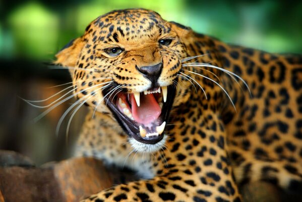 The fury of the leopard. Wild Cat