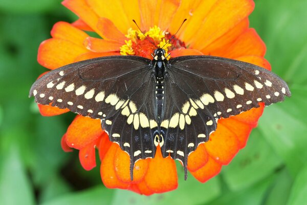 Macro shooting of a flower with a butterfly