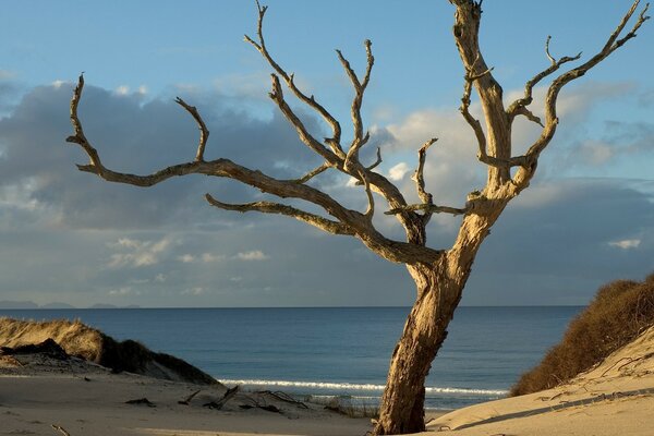 A leafless tree on a deserted beach