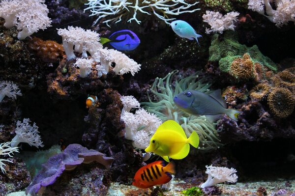 Acquario mondo sottomarino con pesci