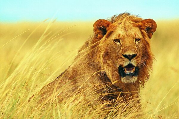 Espèce de Lion félin en Afrique