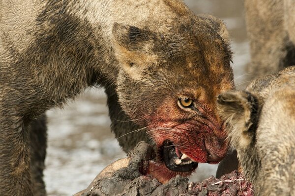 Lionne au museau ensanglanté mange le butin