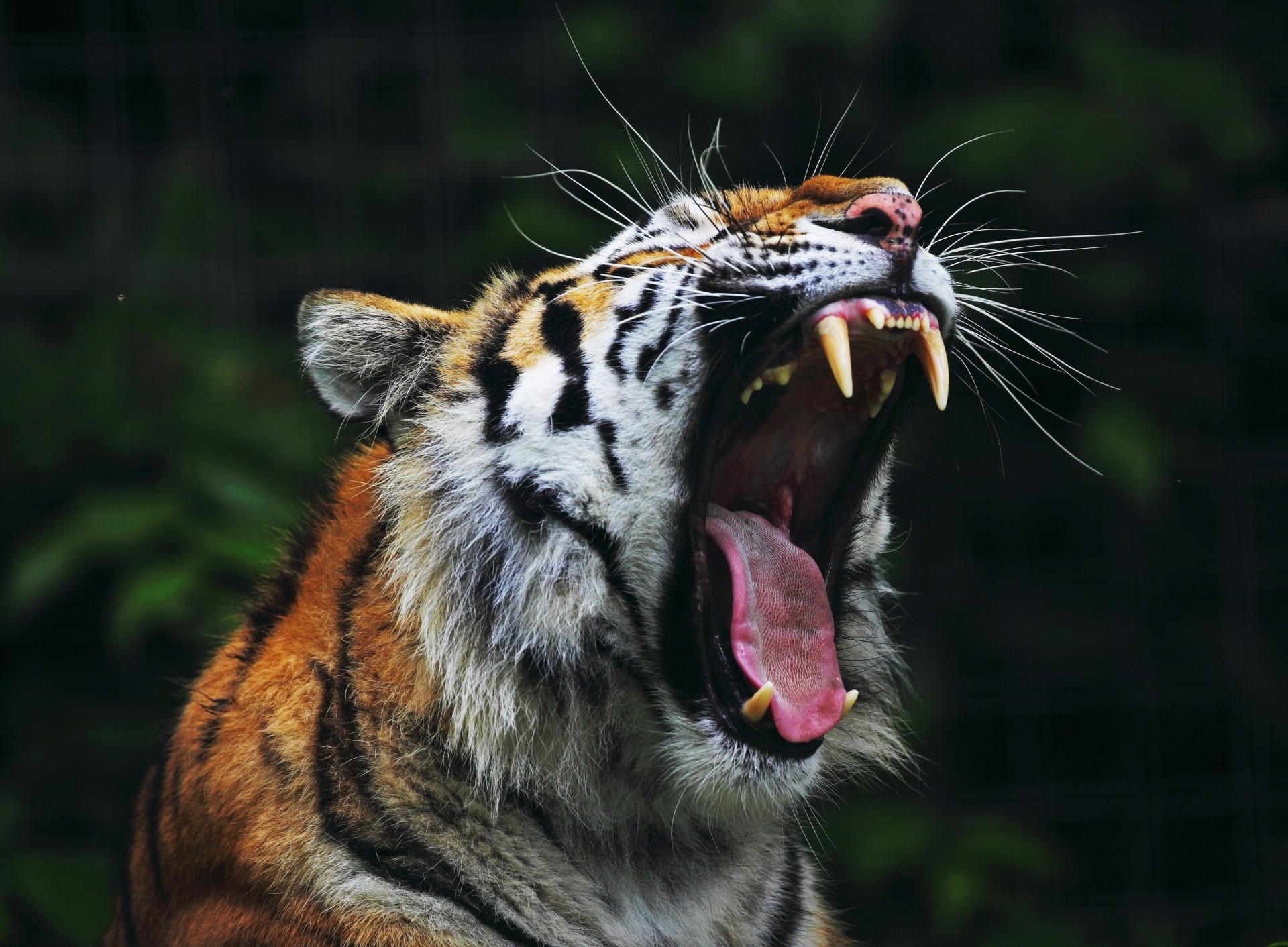 rabbia animale grande gatto denti tigre