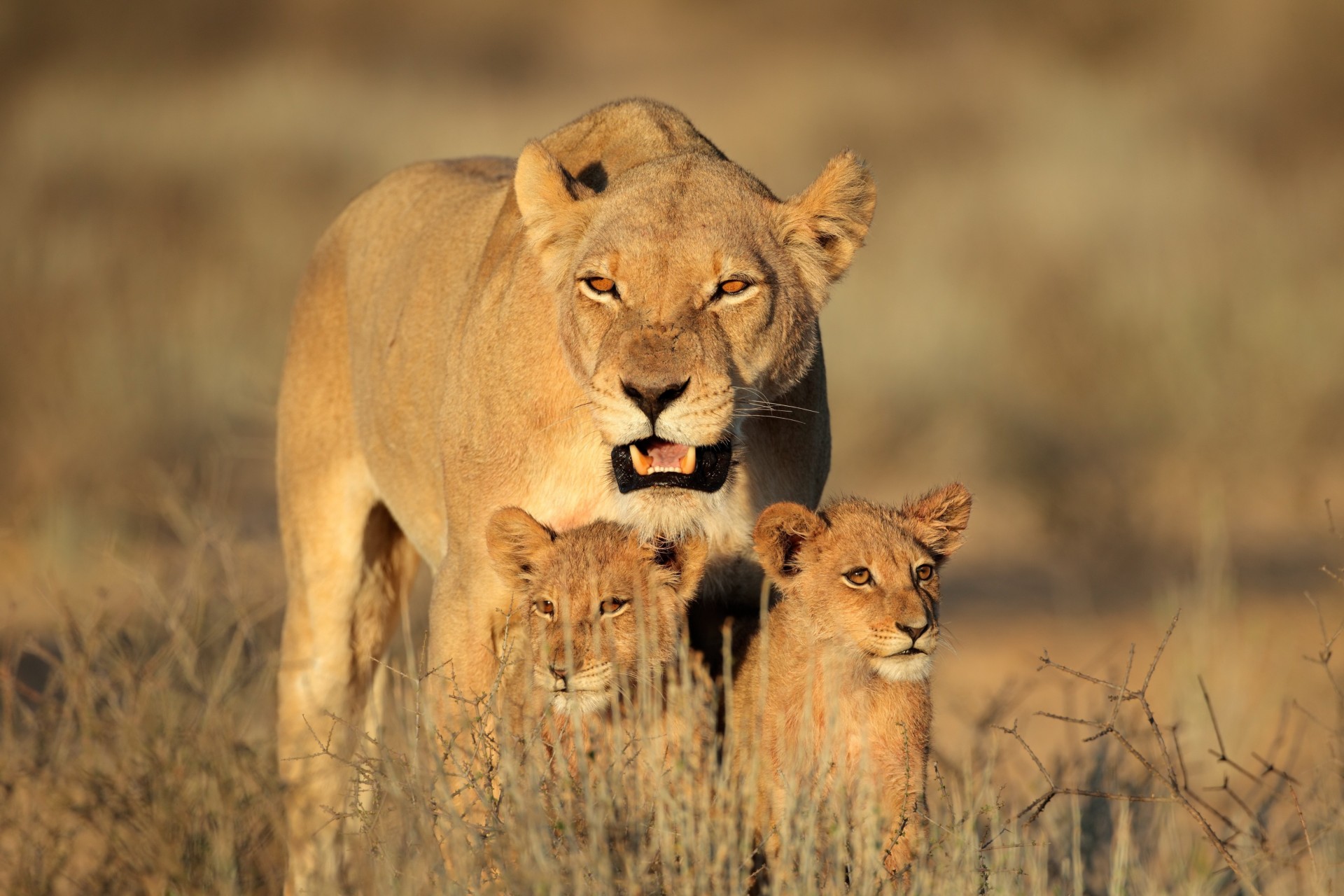 africa femmina predatori famiglia cuccioli di leone leone