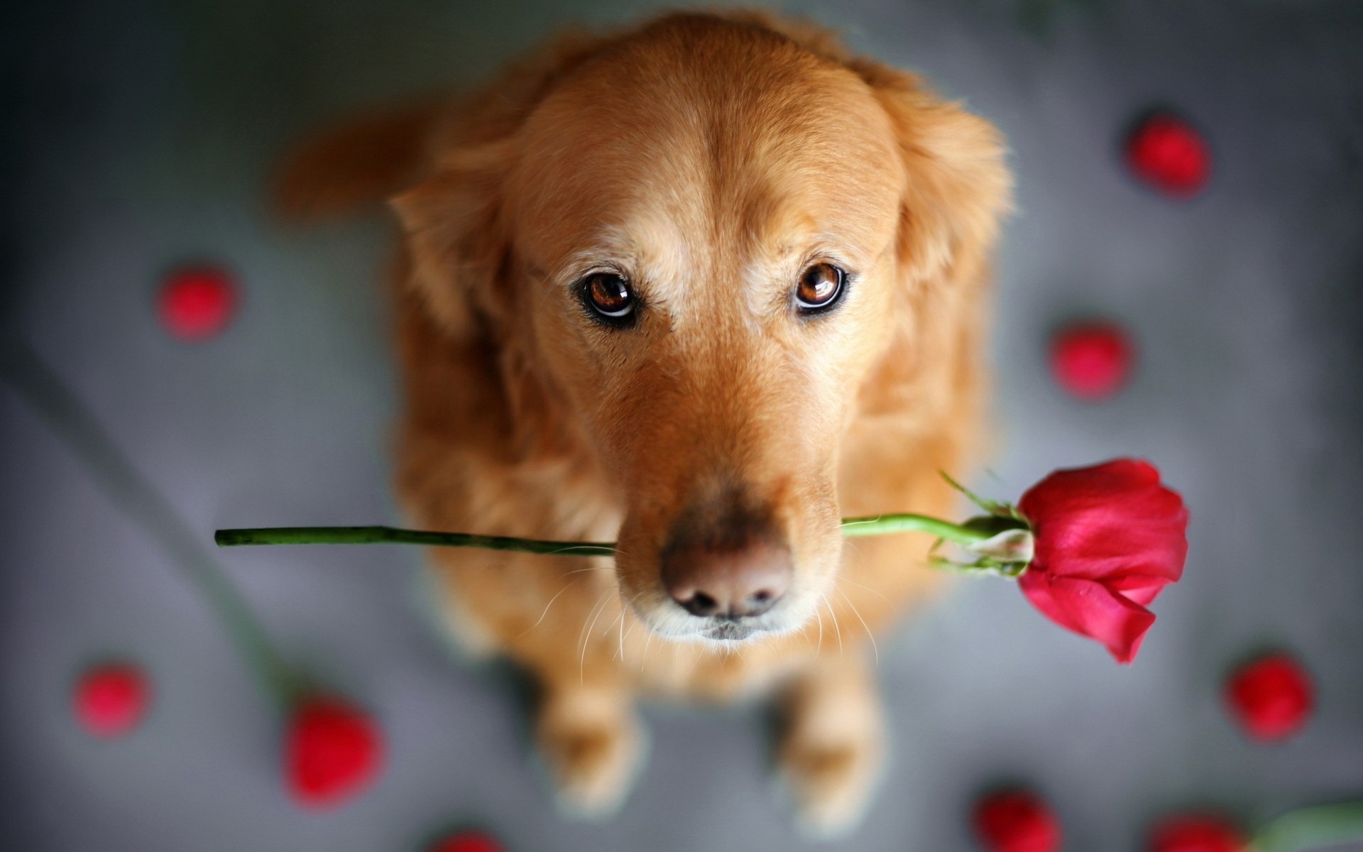 romance flower views red situation dog