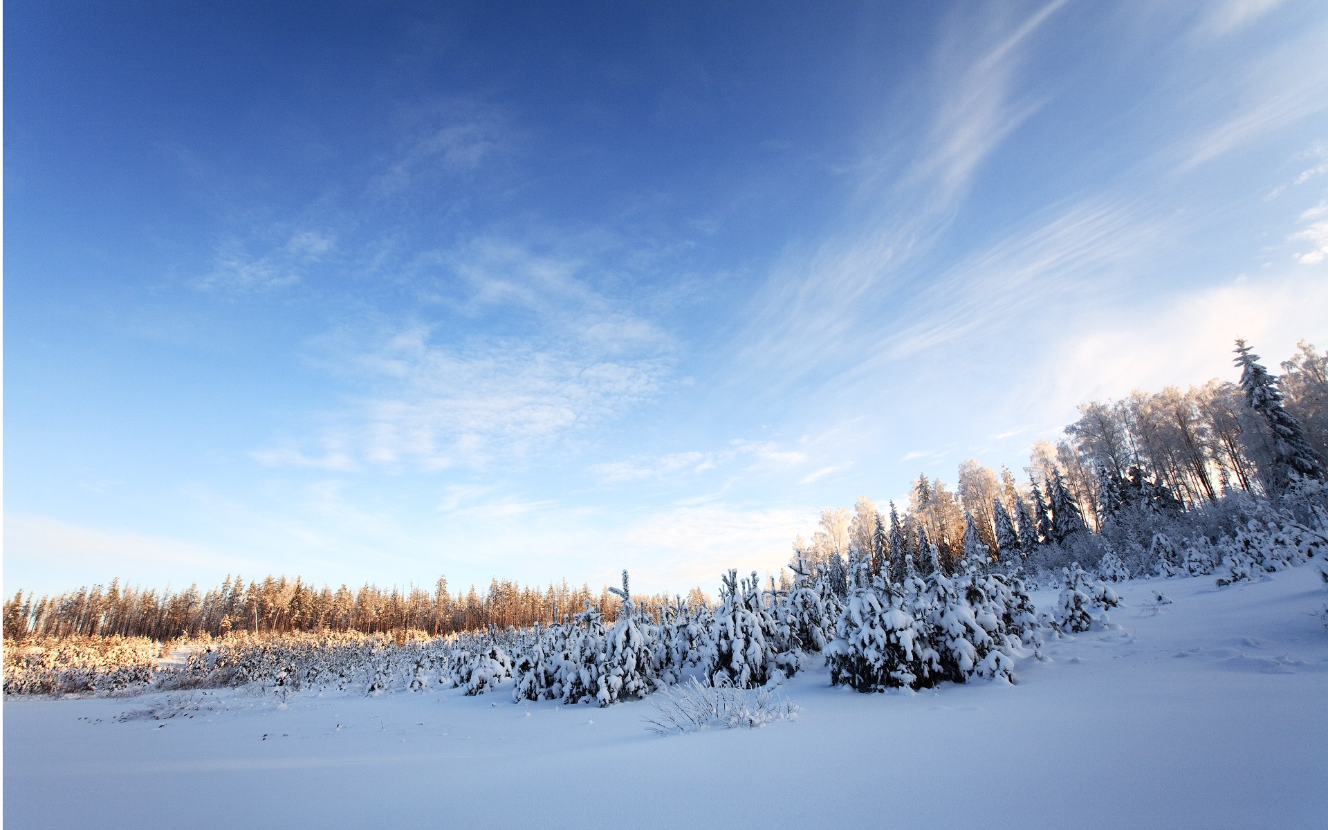 winter snow sky tree forest