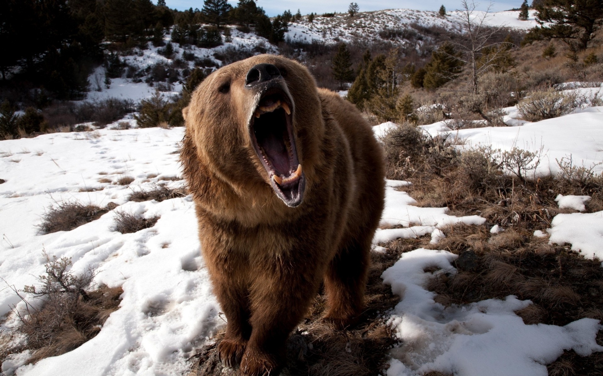 oso nieve hierba animales agresión