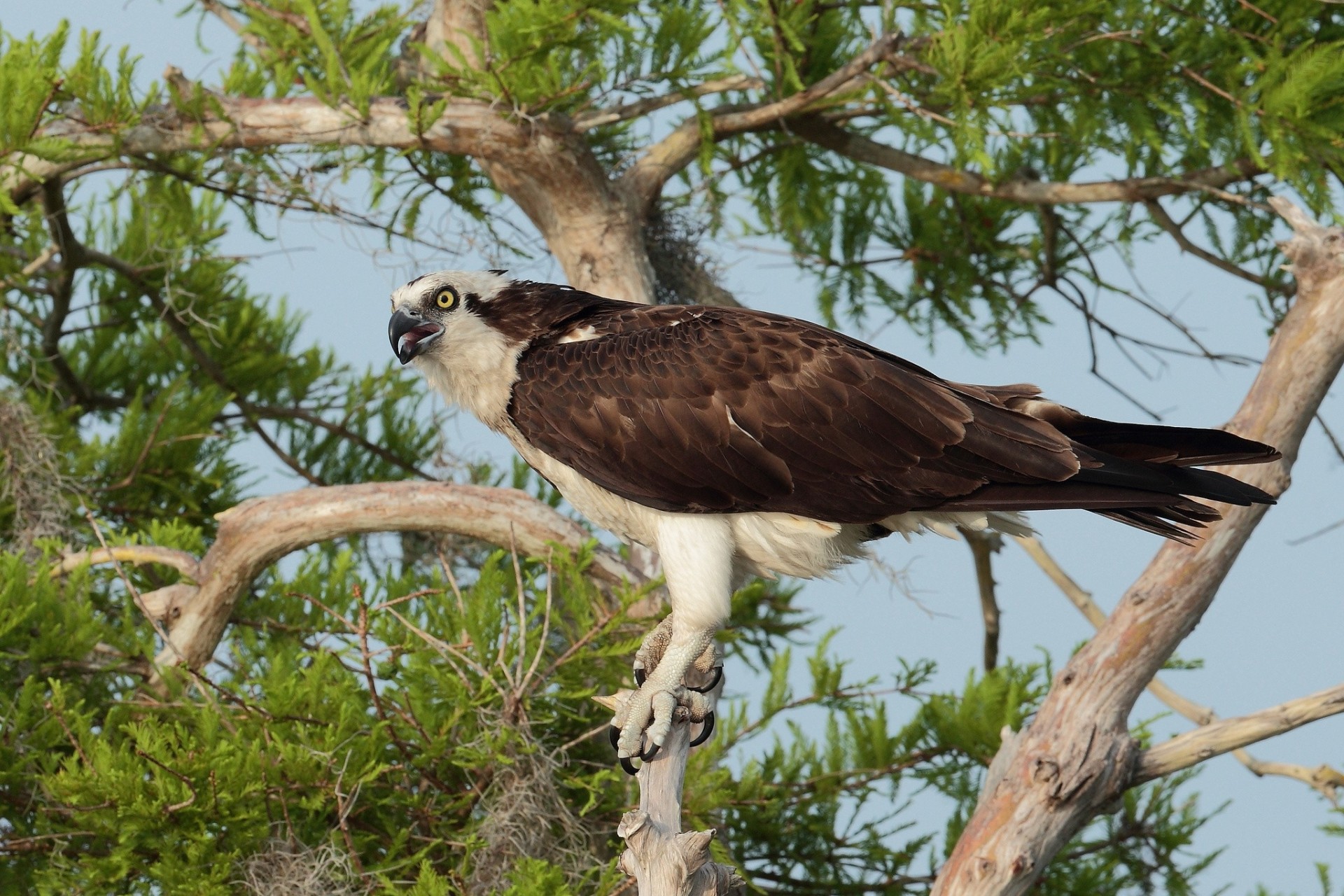 aves osprey árbol