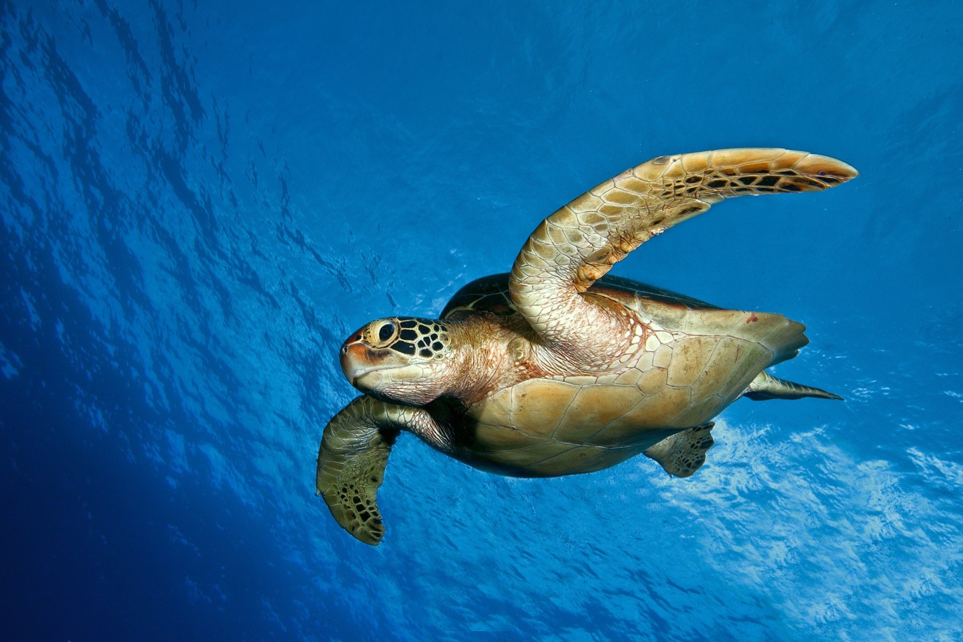 underwater sea turtle ocean water